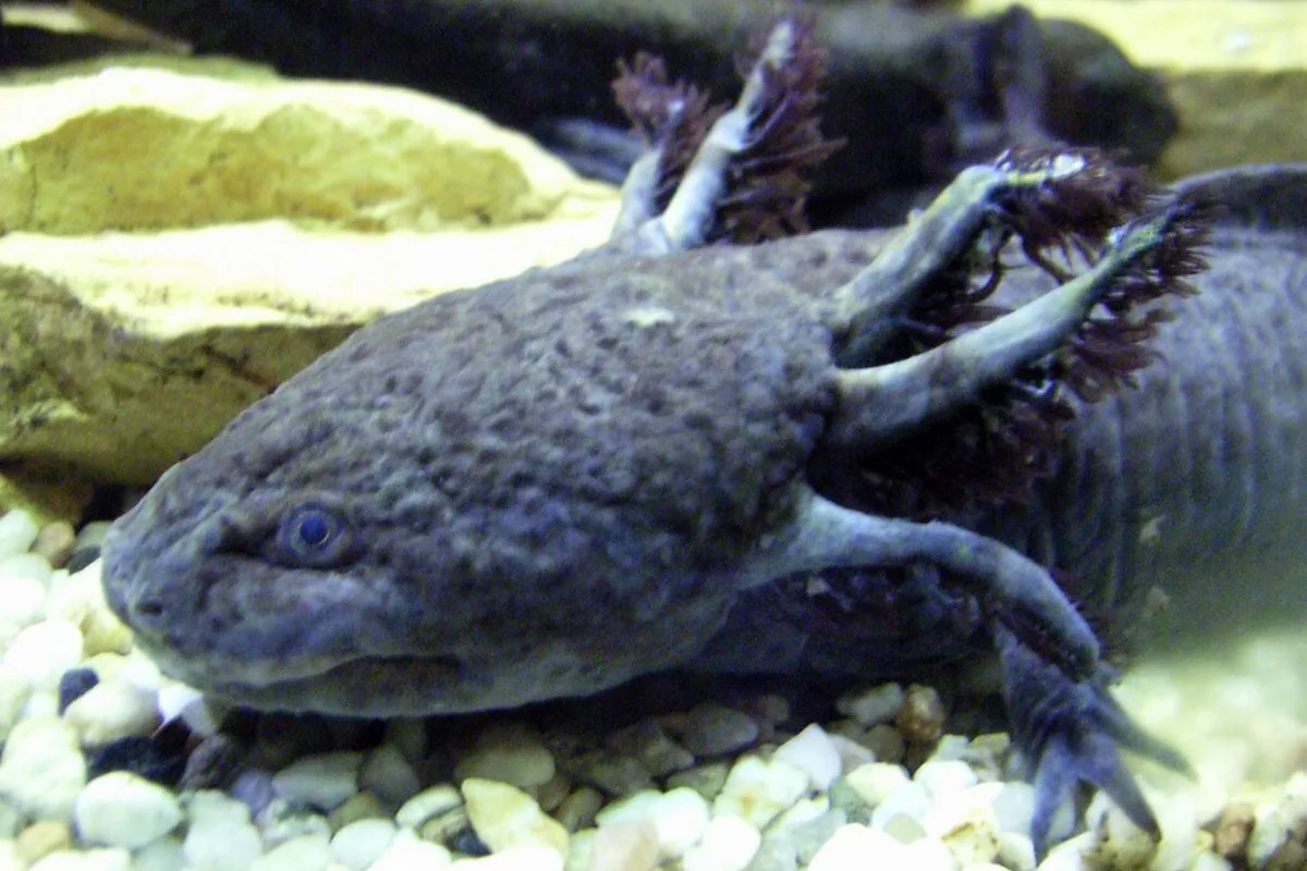 A real axolotl reference photograph