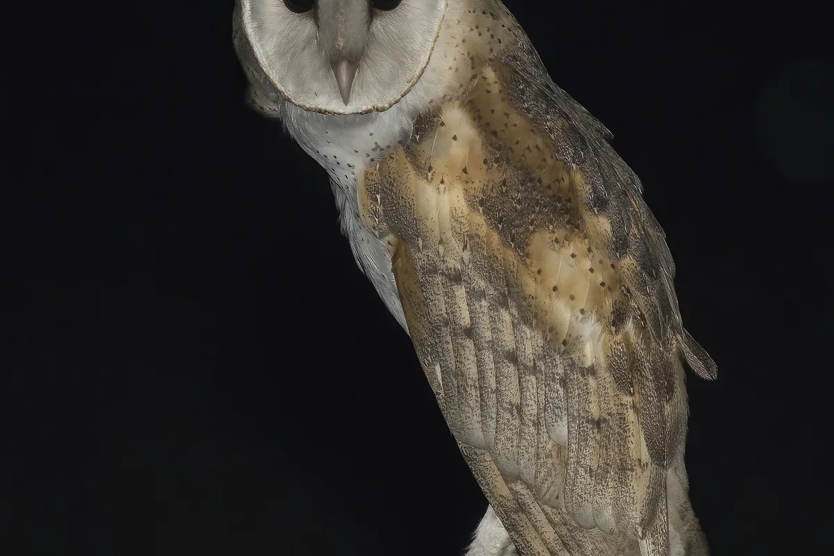 A real barn owl reference photograph