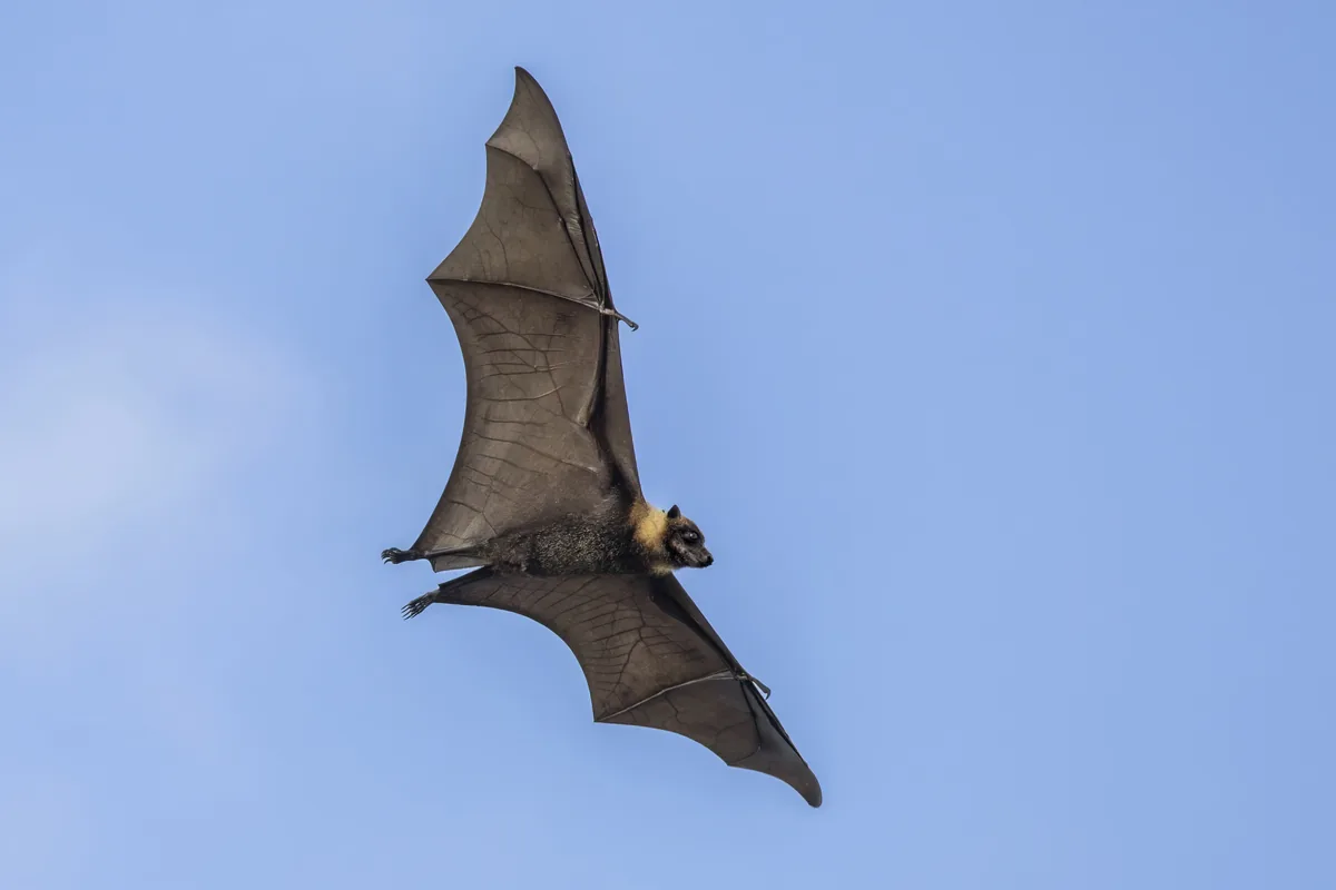 A real bat reference photograph
