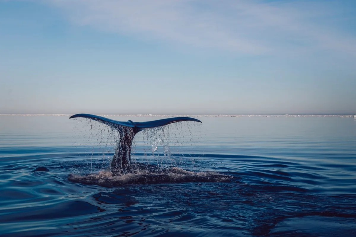 A real blue whale reference photograph