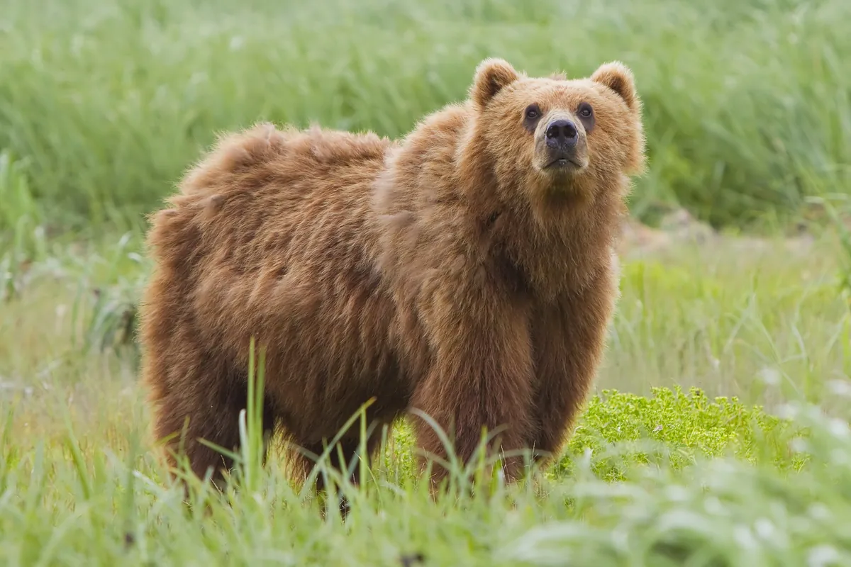 A real brown bear reference photograph