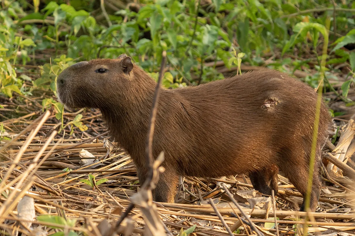 A real capybara reference photograph