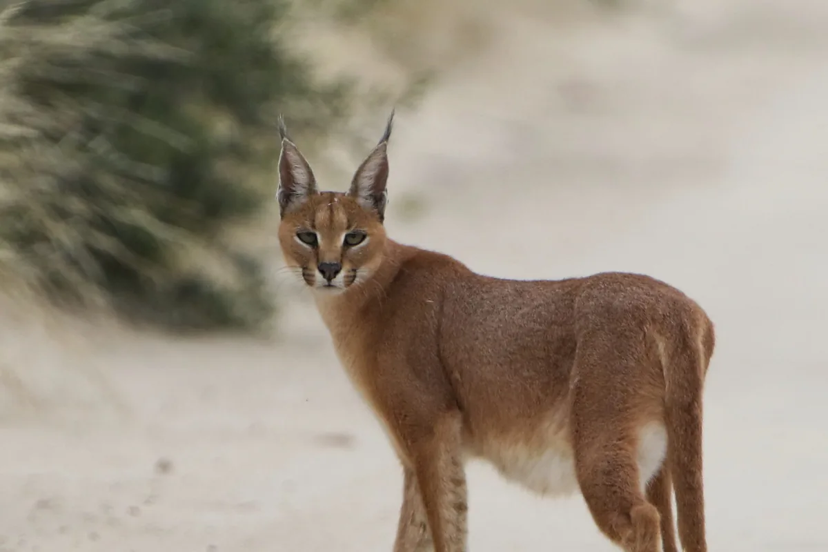 A real caracal reference photograph