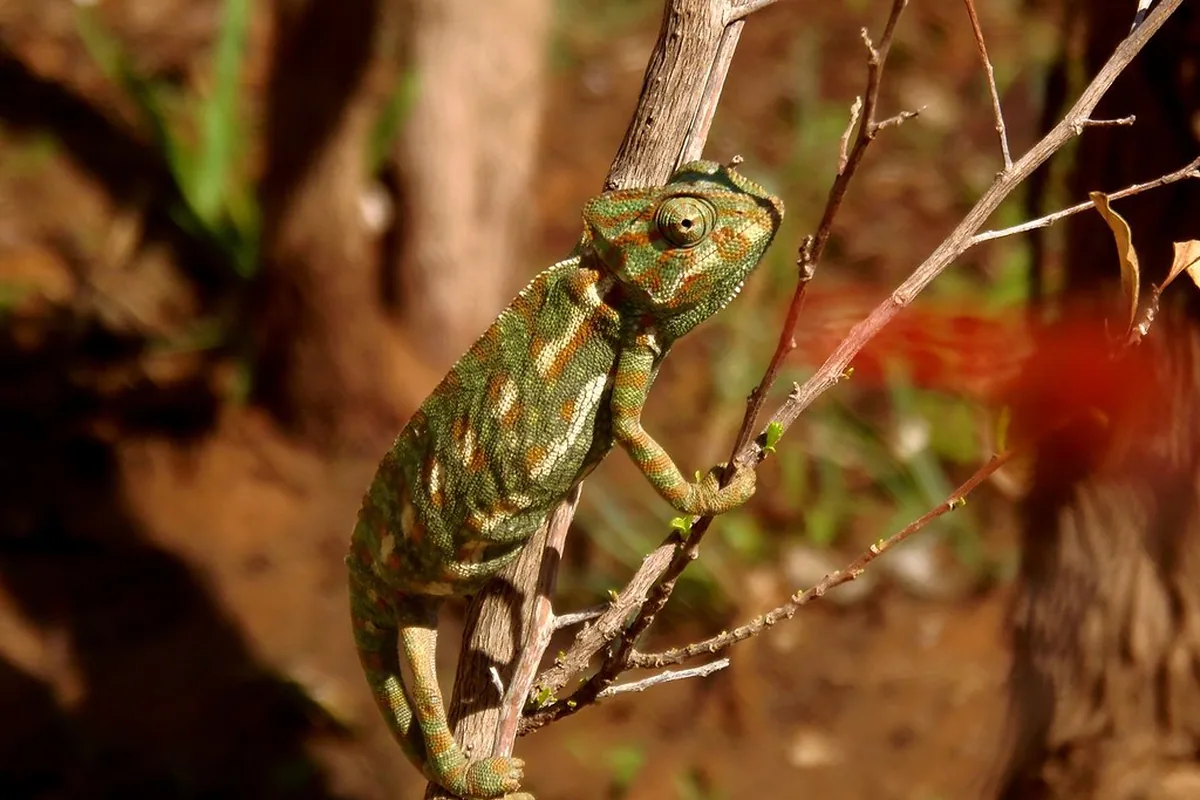 A real chameleon reference photograph
