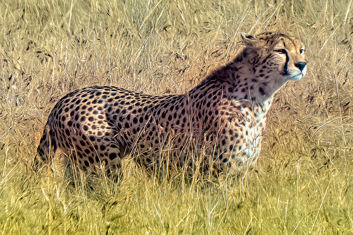 A real cheetah reference photograph