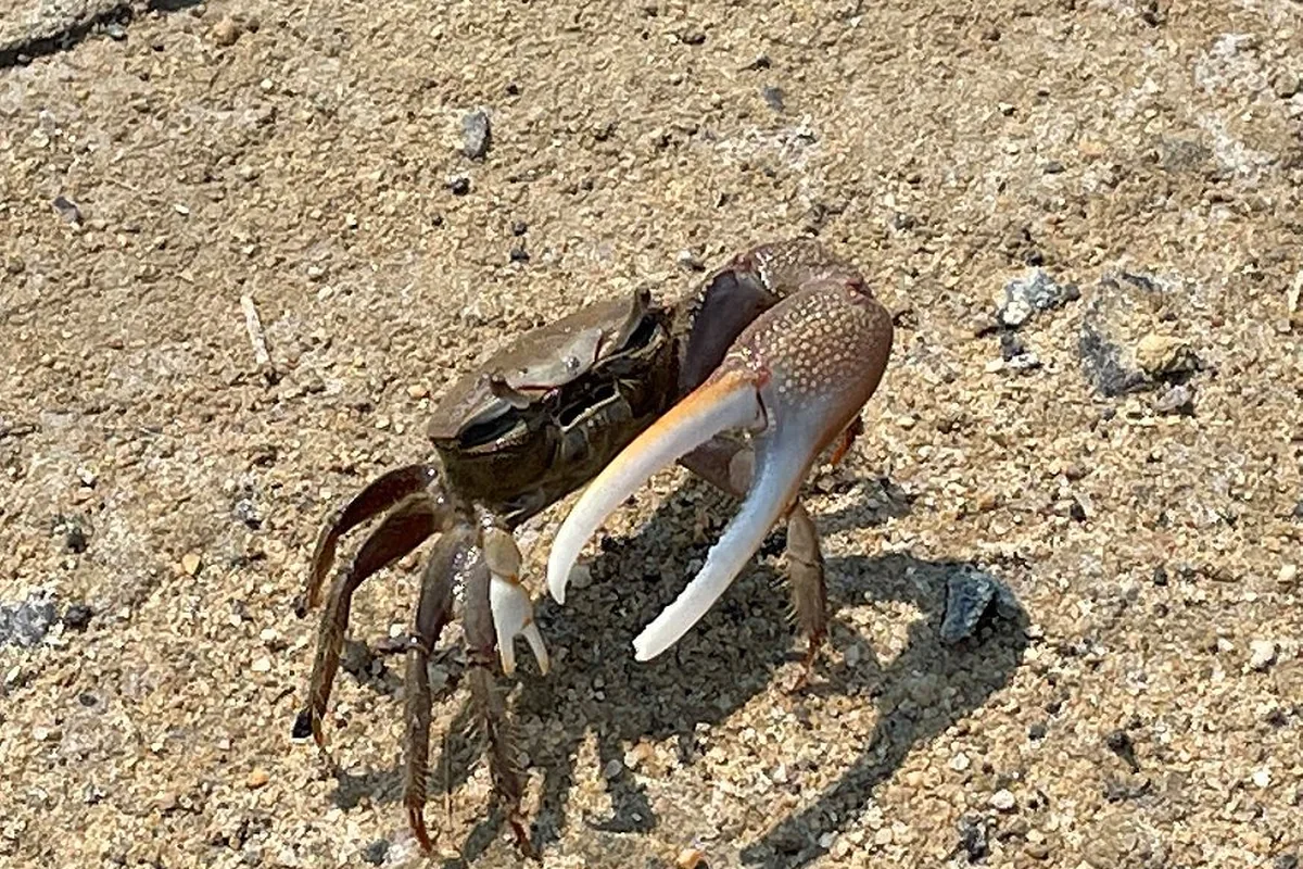 A real crab reference photograph