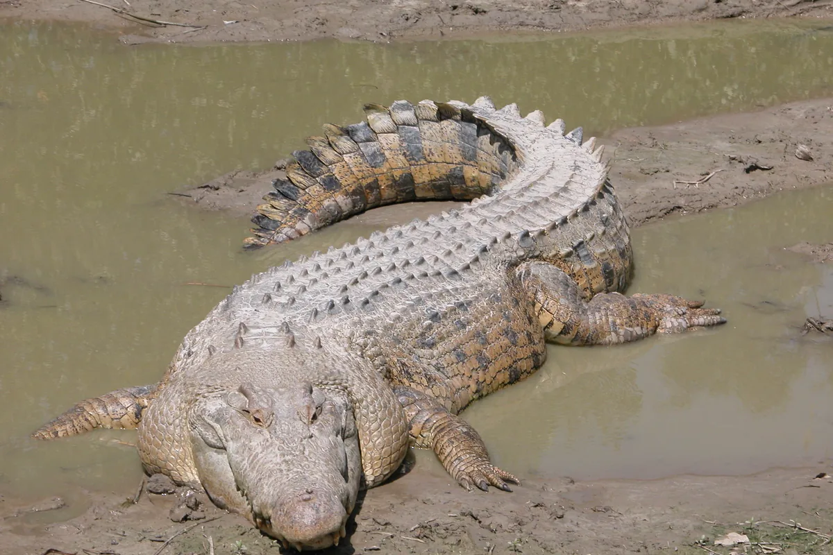 A real crocodile reference photograph