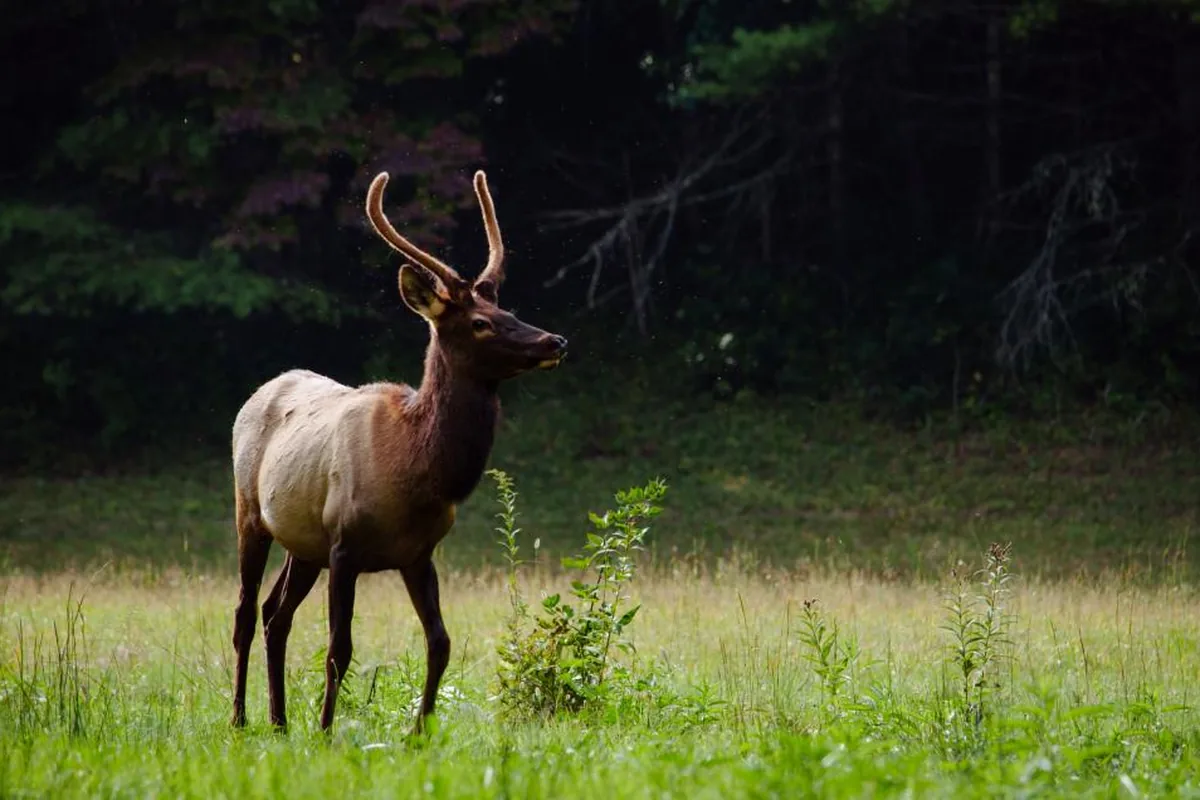 A real deer reference photograph