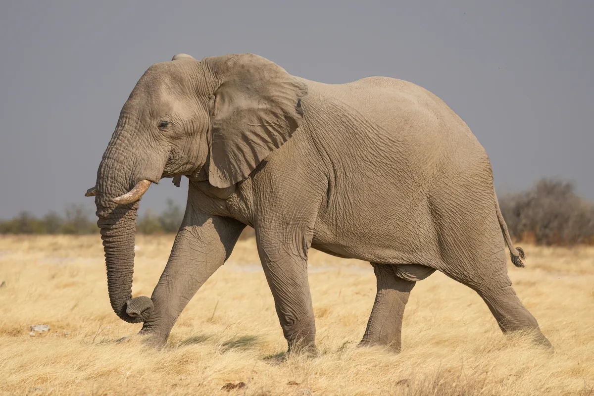 A real elephant reference photograph