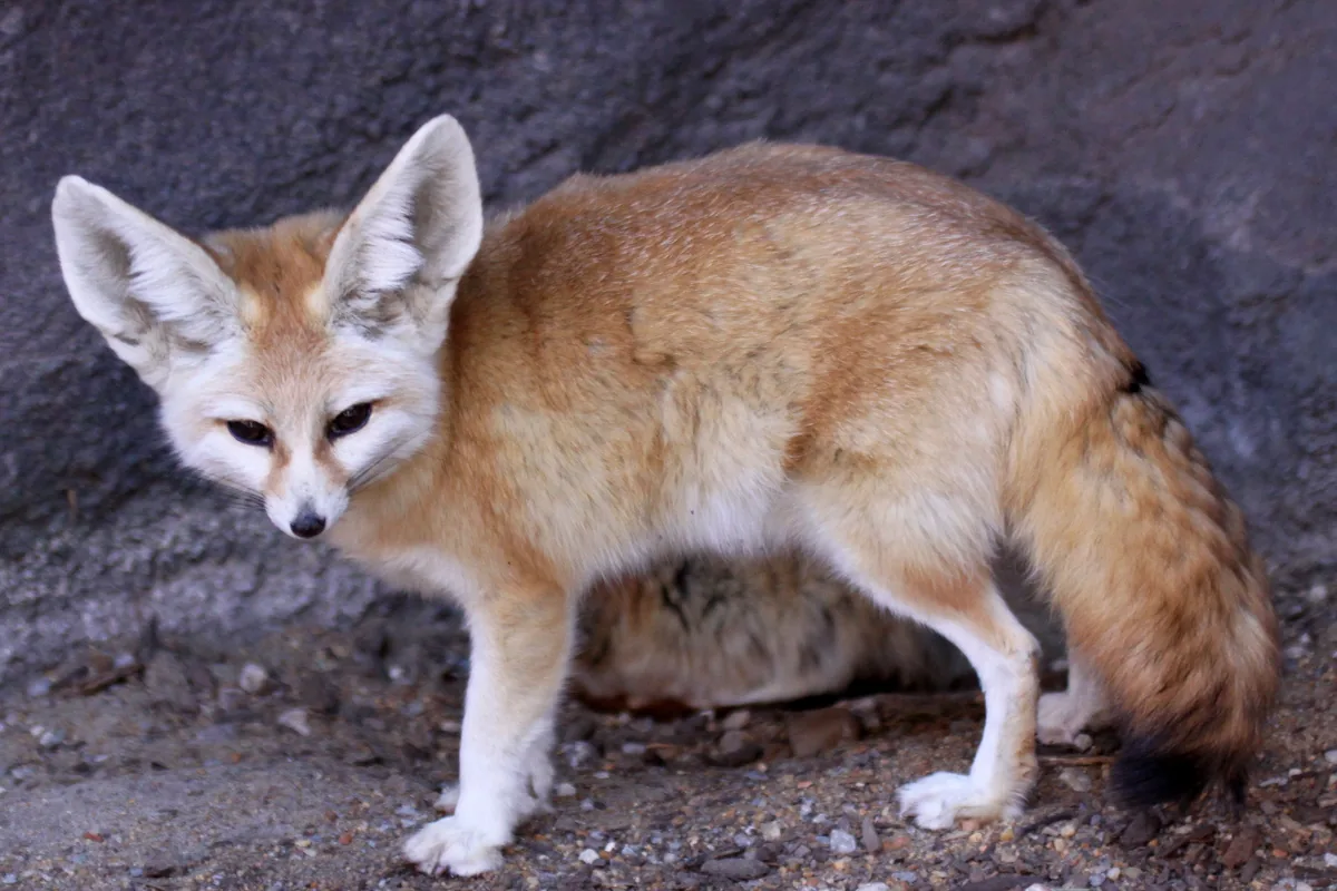 A real fennec fox reference photograph