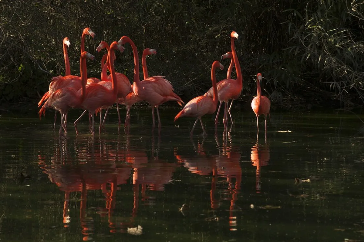 A real flamingo reference photograph