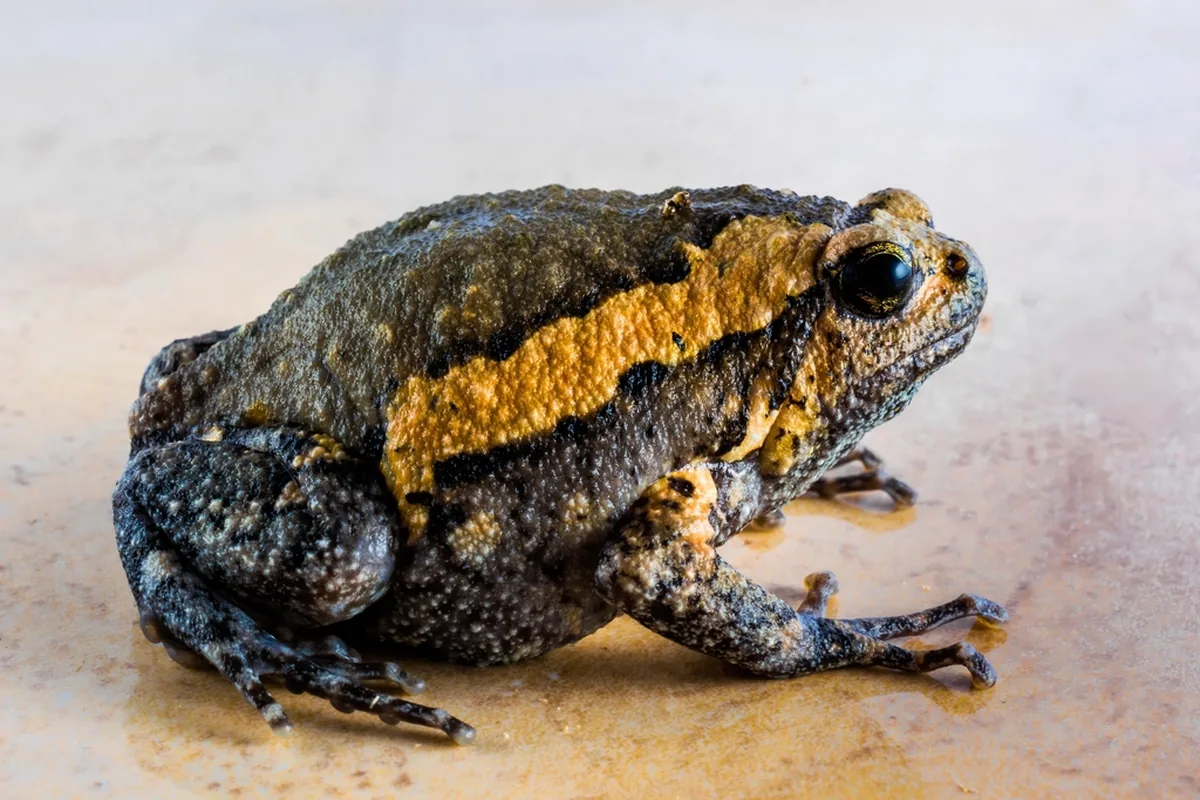 A real frog reference photograph