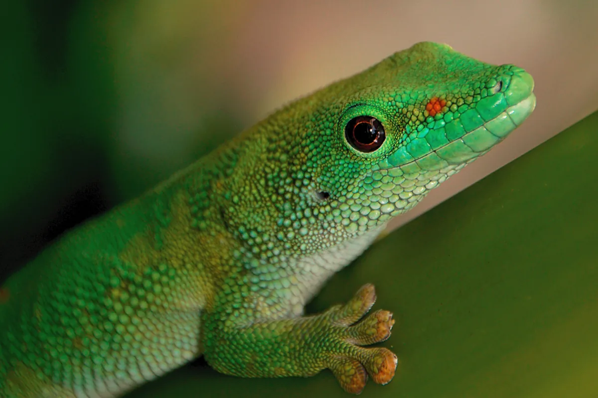 A real gecko reference photograph