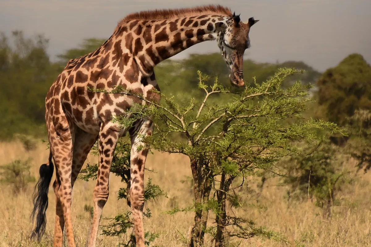 A real giraffe reference photograph