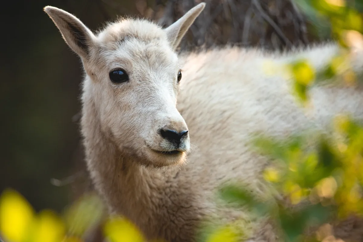 A real goat reference photograph