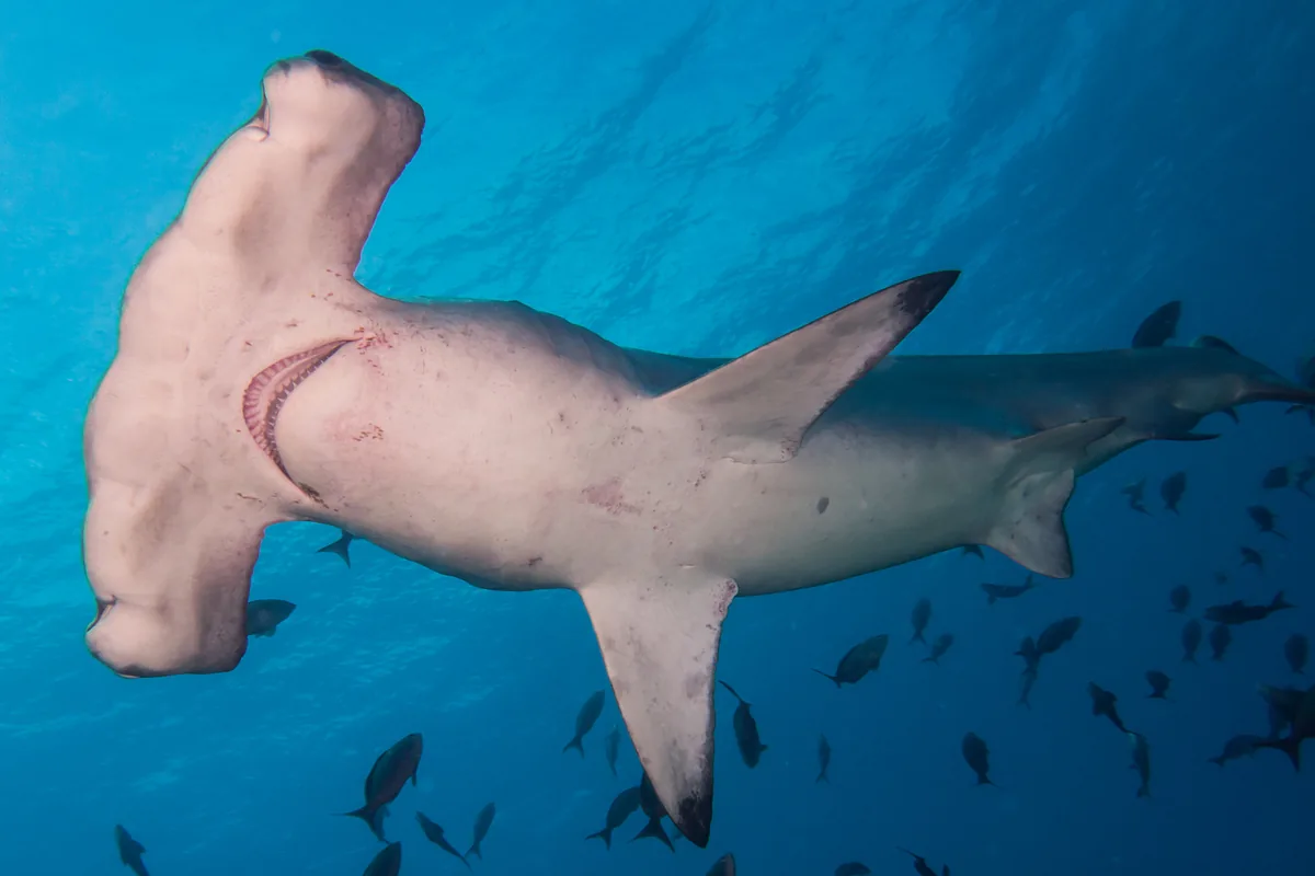 A real hammerhead shark reference photograph