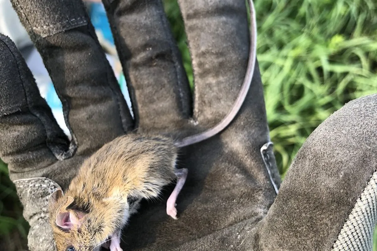 A real harvest mouse reference photograph