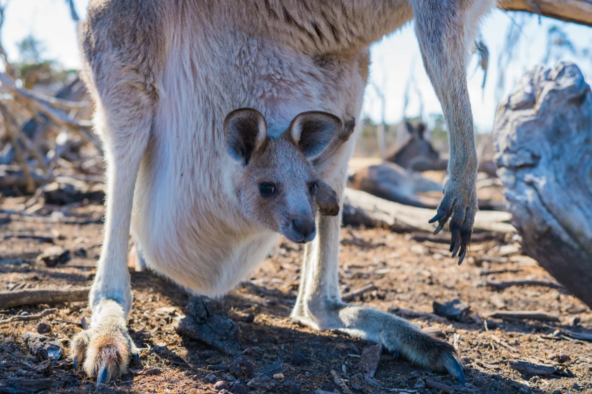 A real kangaroo reference photograph