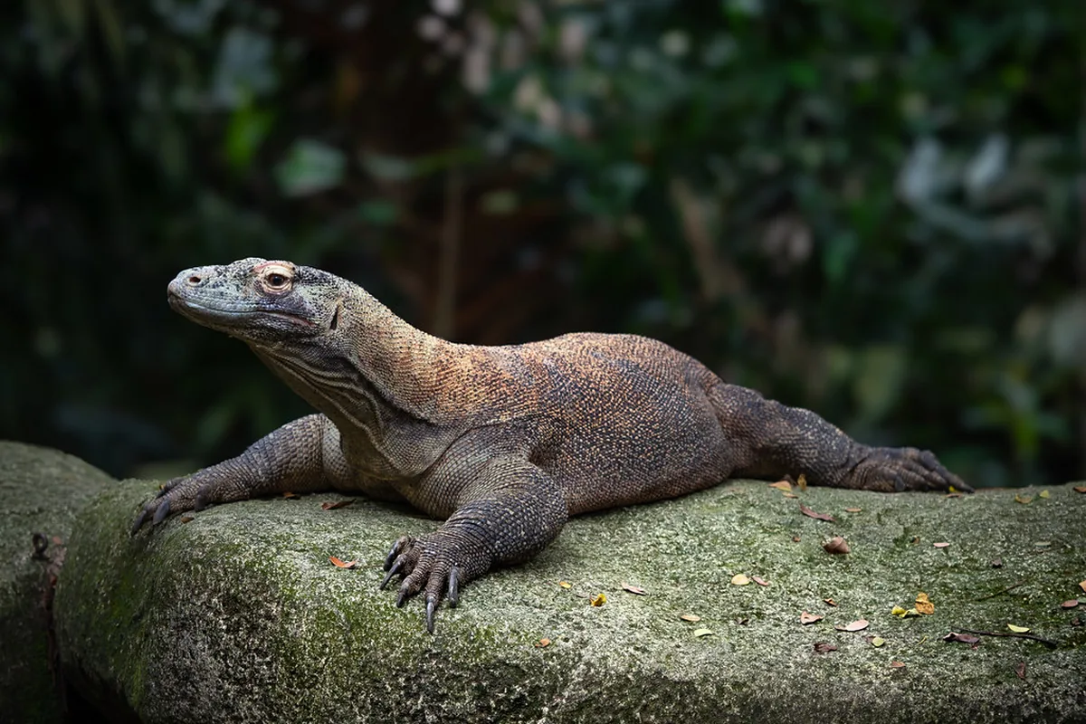 A real komodo dragon reference photograph