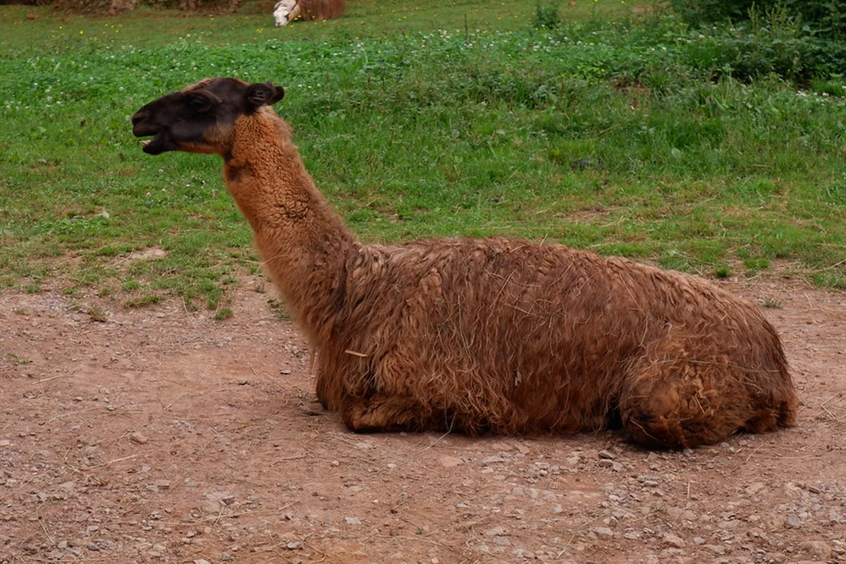 A real llama reference photograph