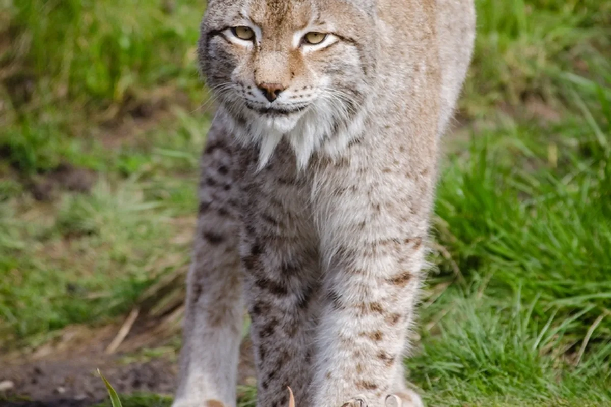 A real lynx reference photograph