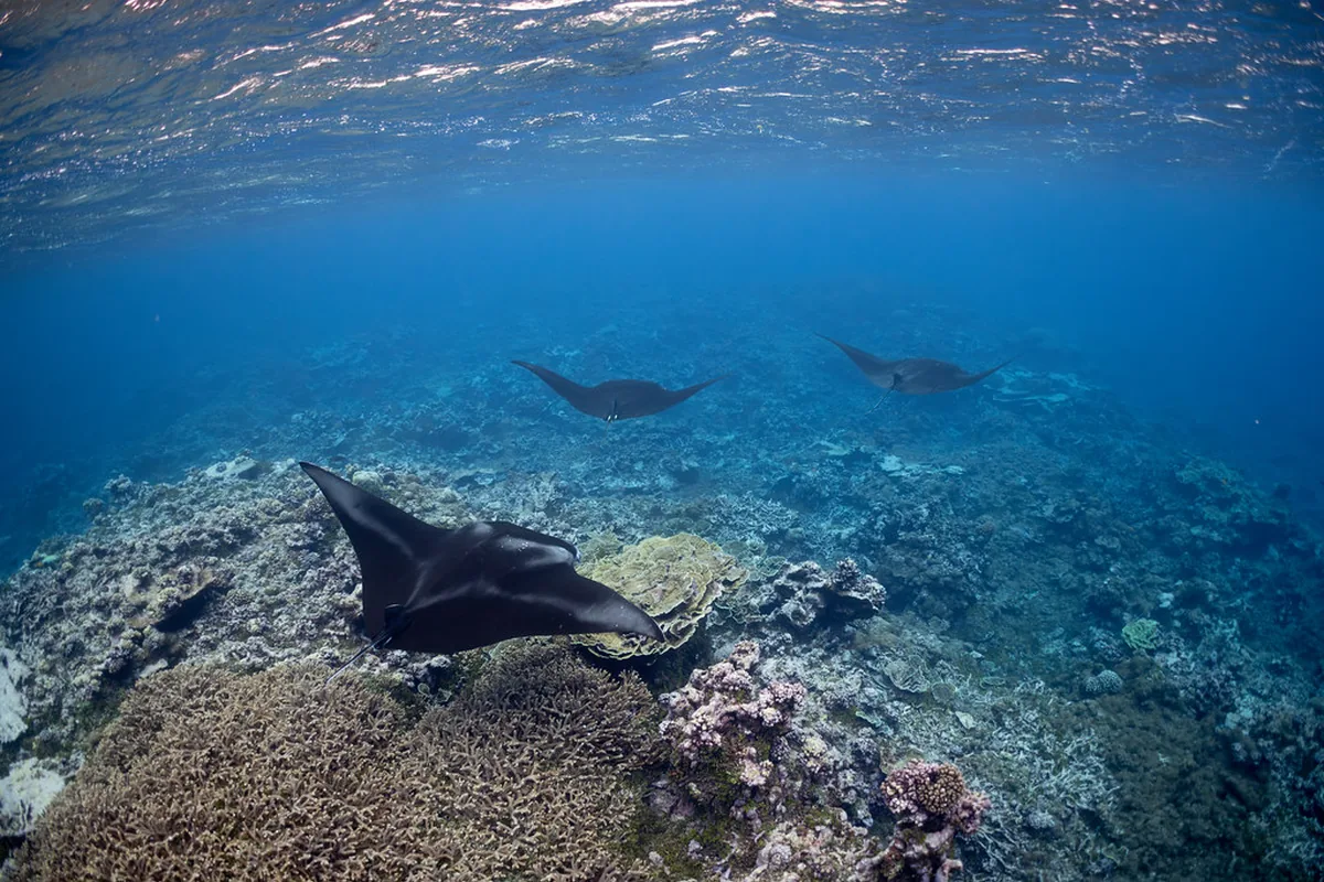 A real manta ray reference photograph