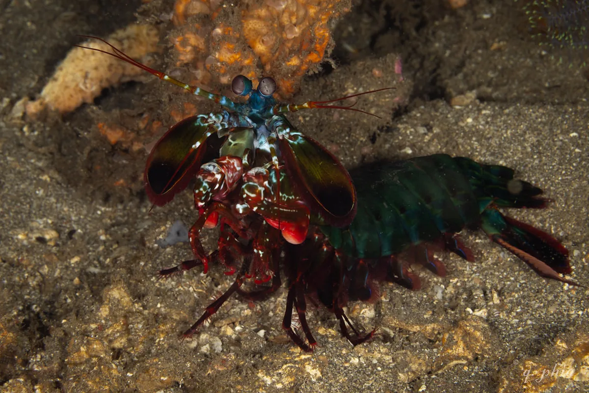 A real mantis shrimp reference photograph