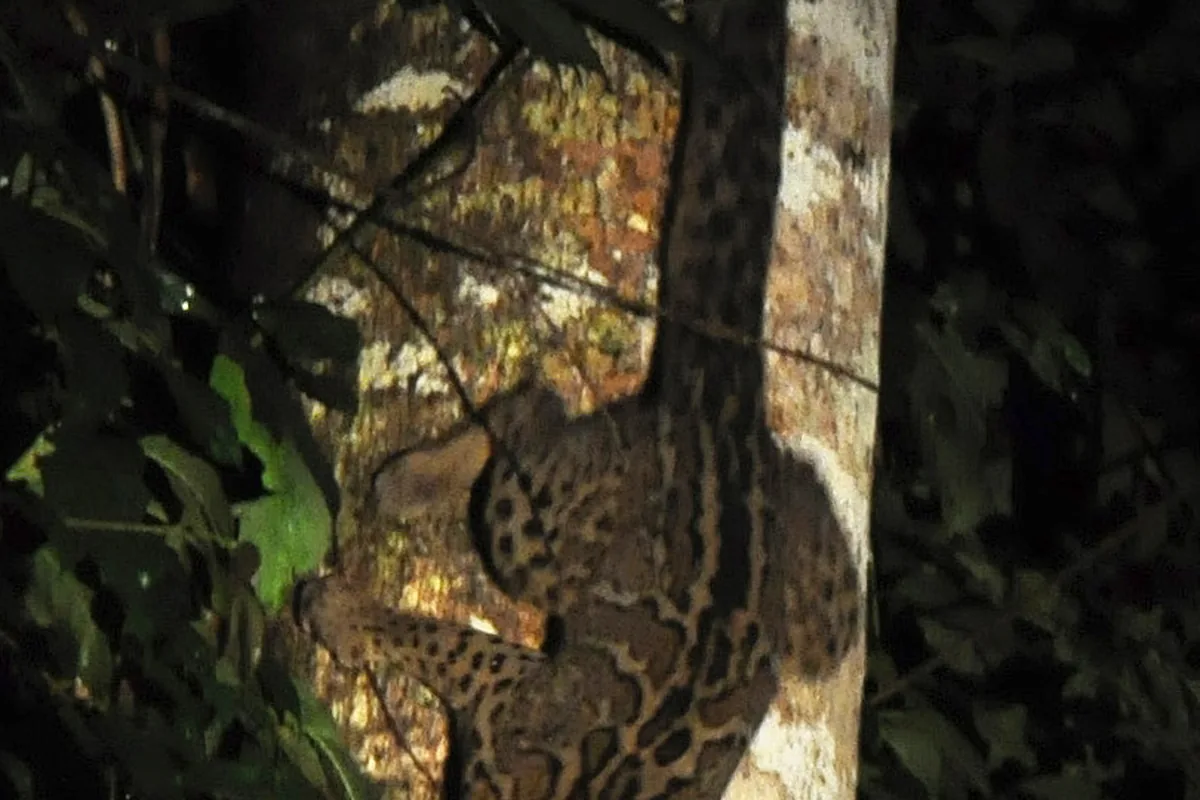 A real marbled cat reference photograph