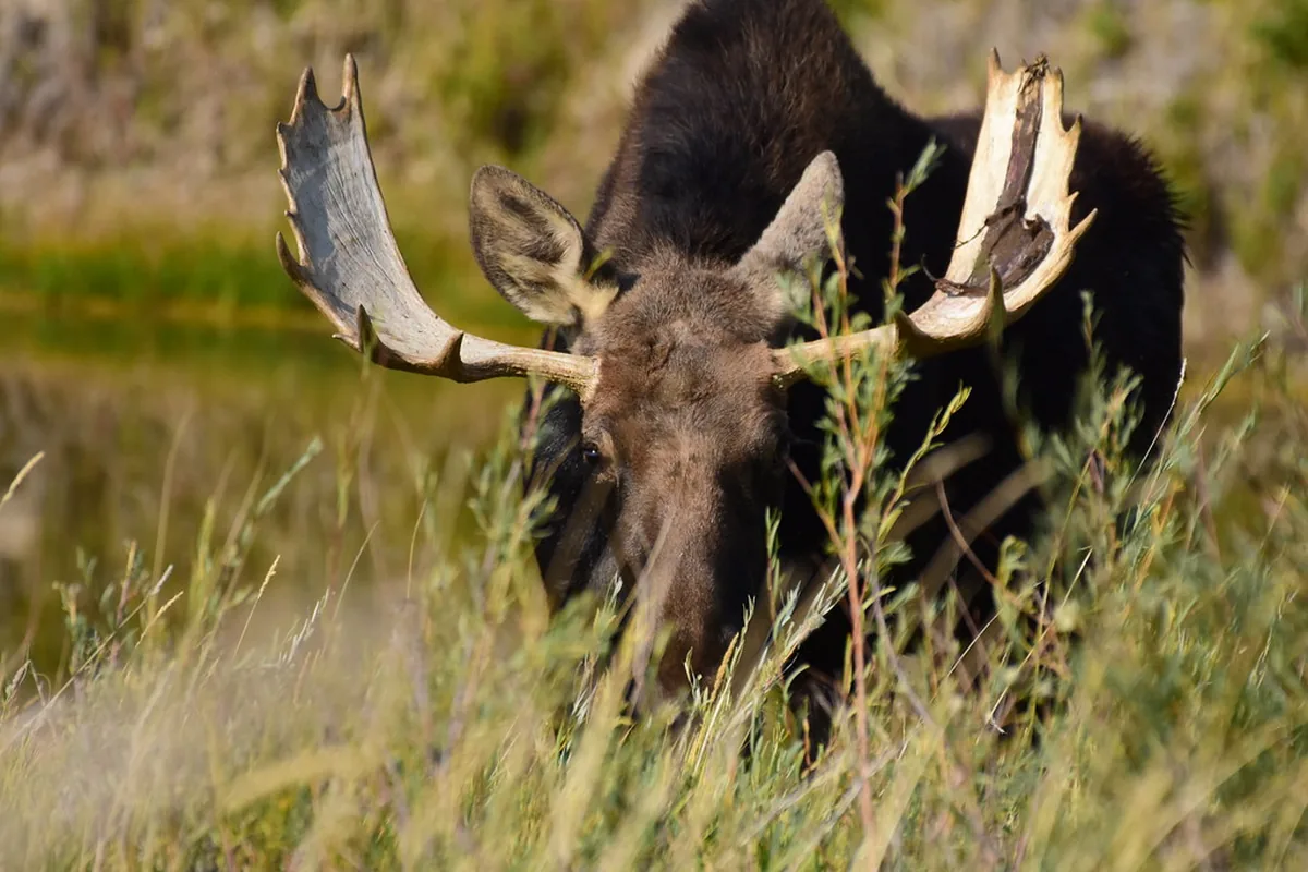 A real moose reference photograph