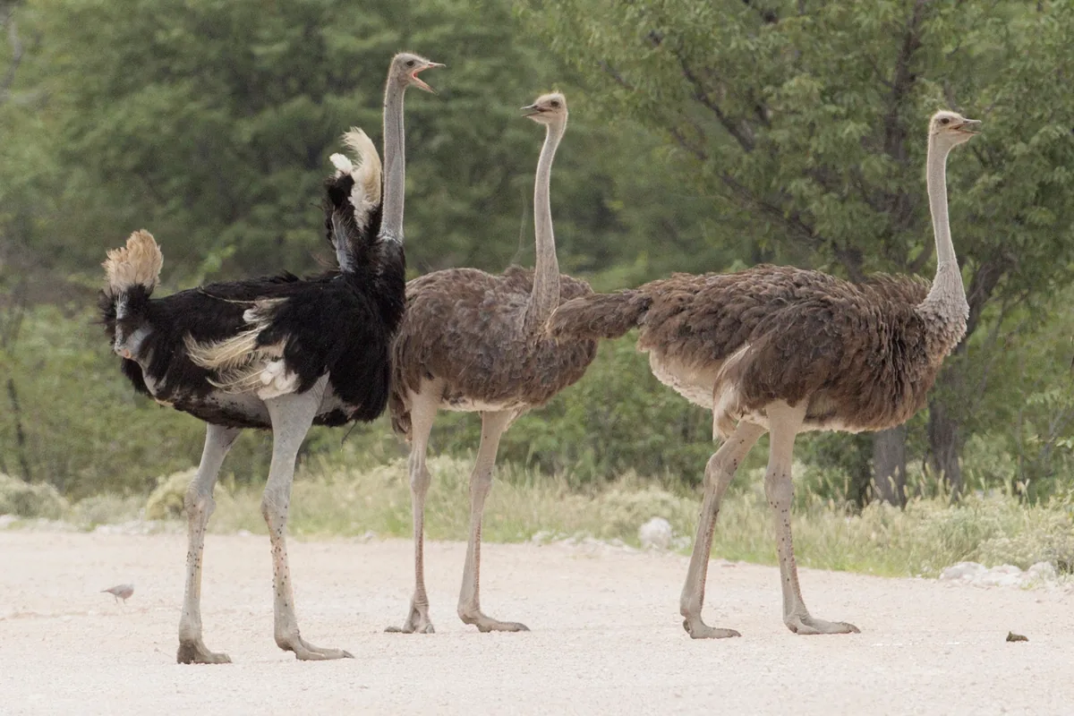 A real ostrich reference photograph