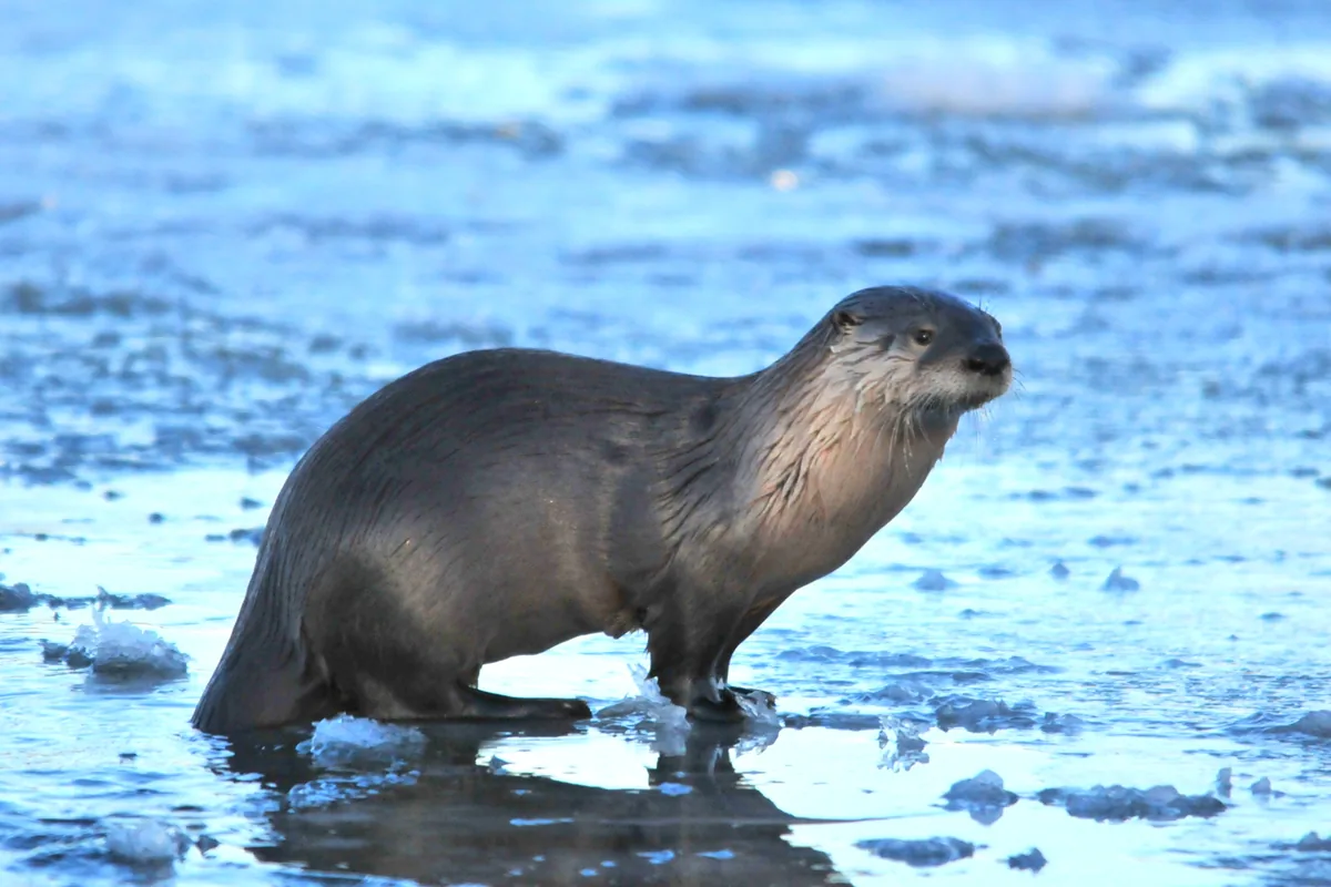 A real otter reference photograph