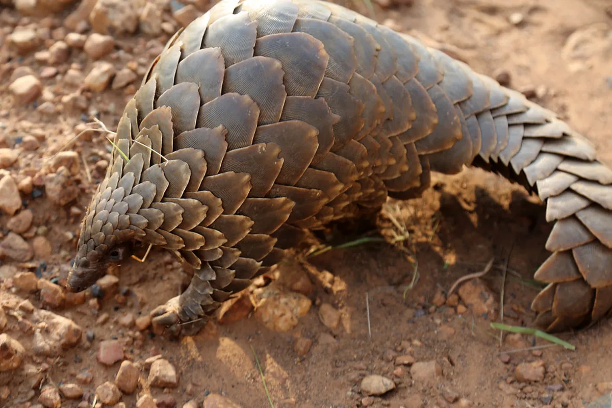 A real pangolin reference photograph