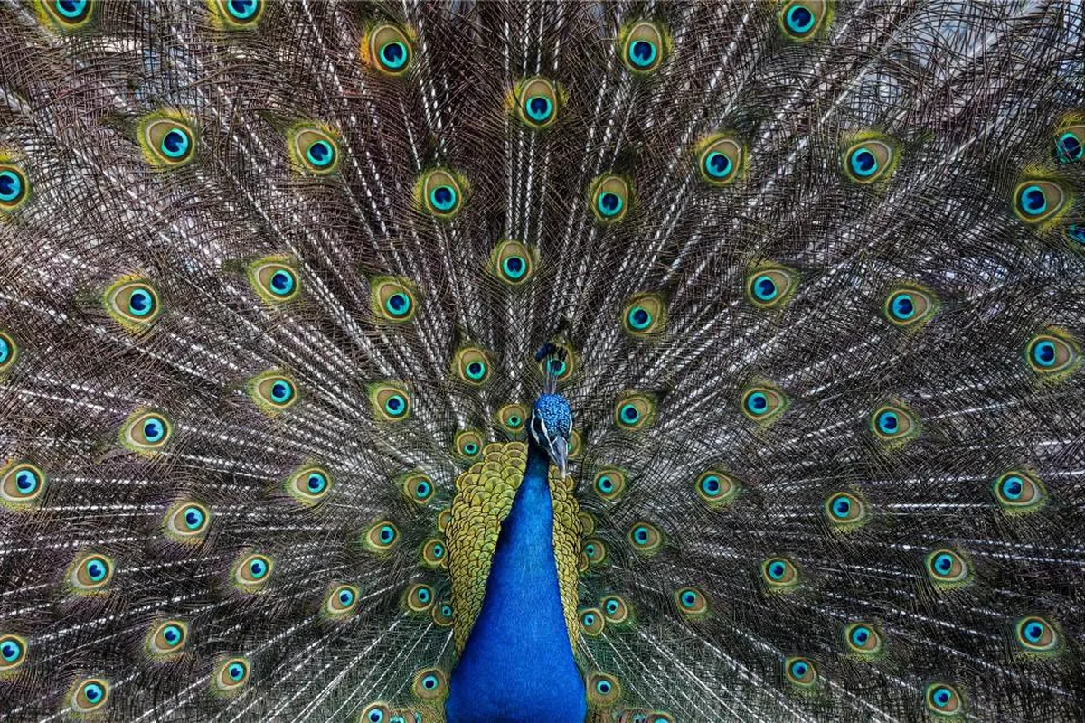 A real peacock reference photograph