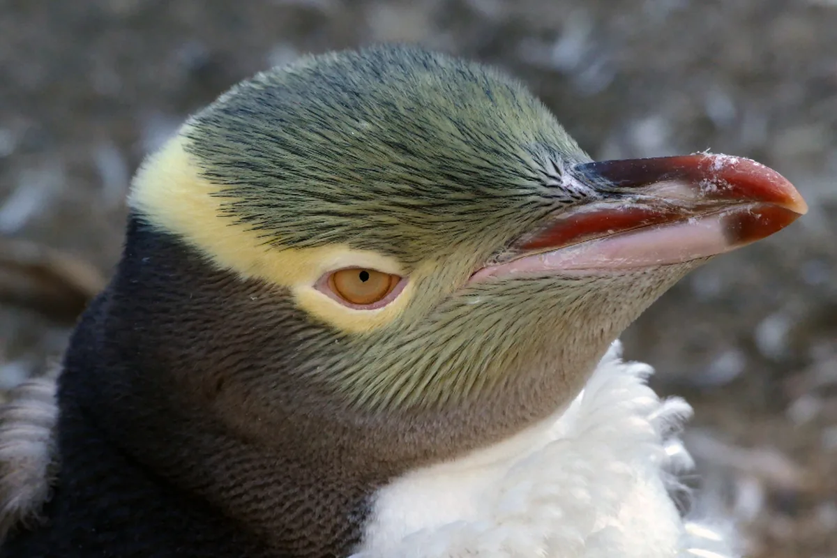 A real penguin reference photograph