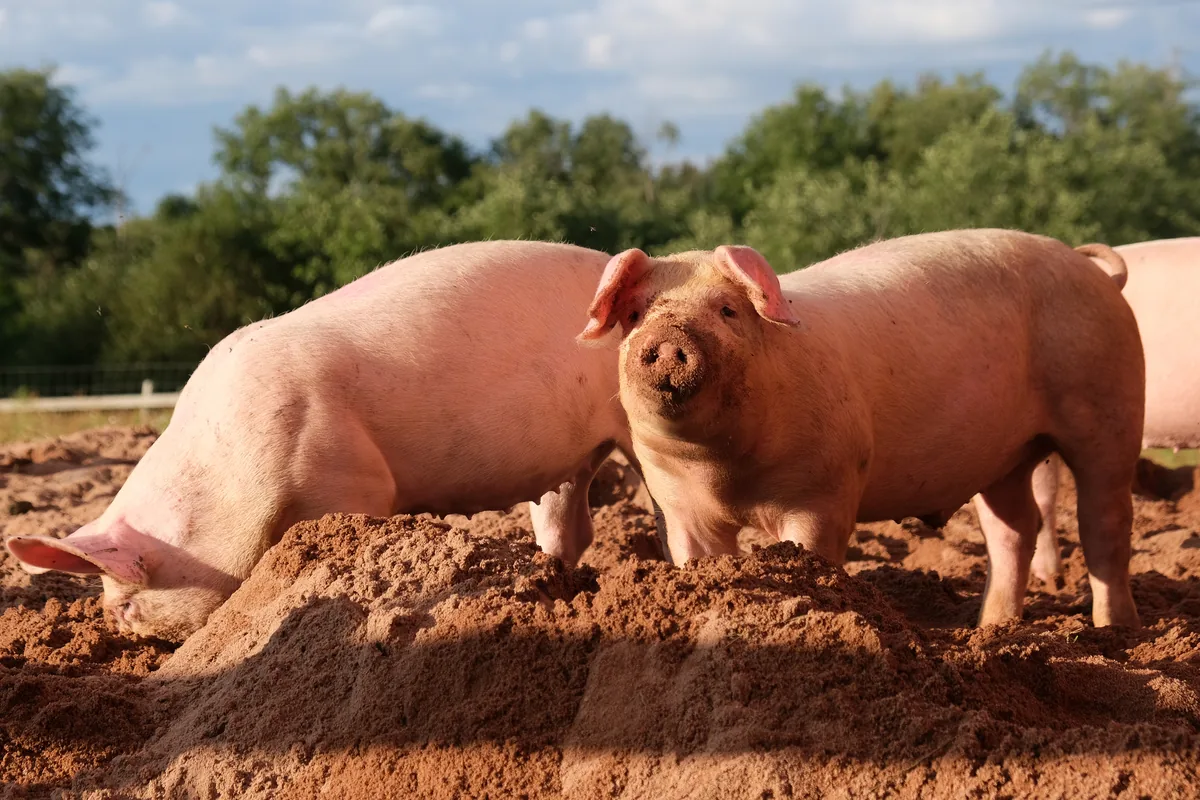 A real pig reference photograph