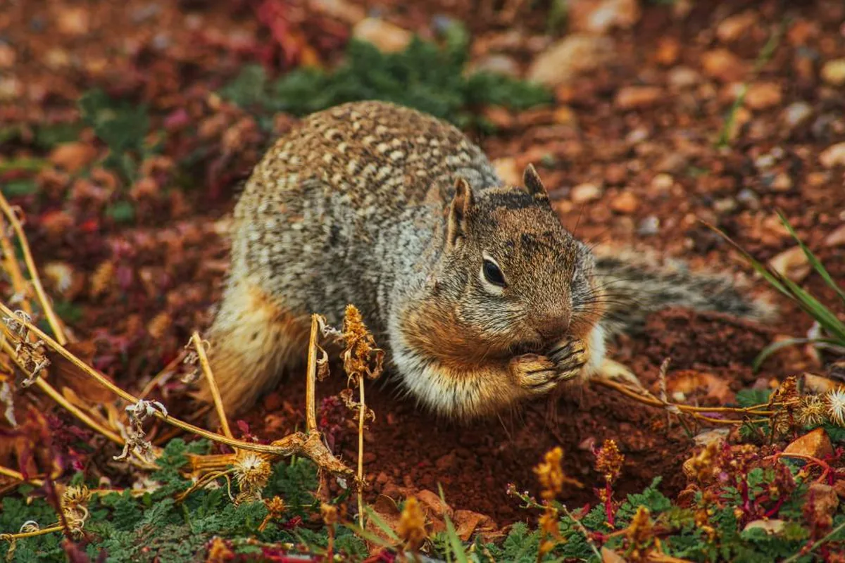A real rabbit reference photograph