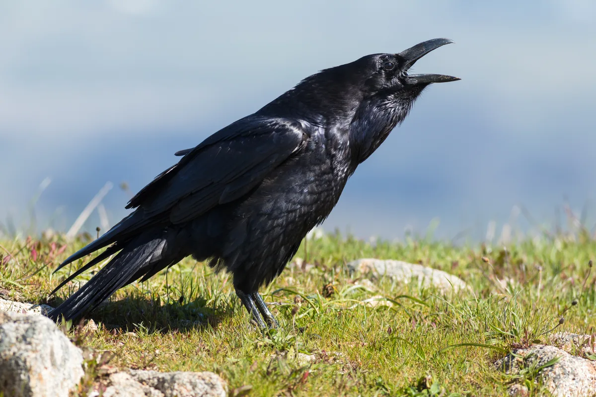 A real raven reference photograph