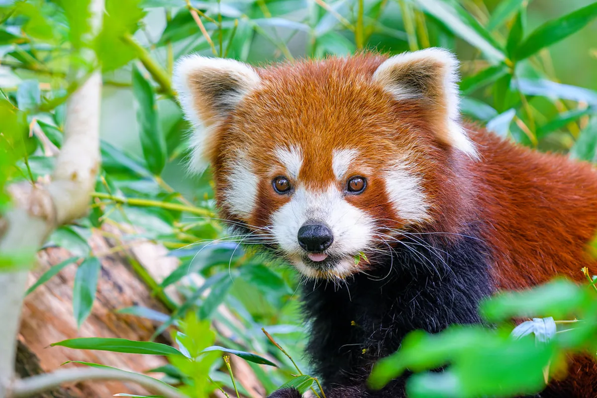 A real red panda reference photograph
