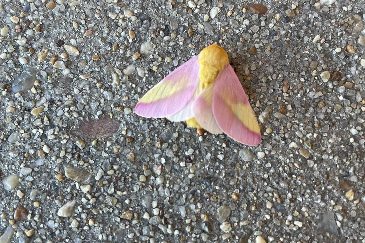 A real rosy maple moth reference photograph