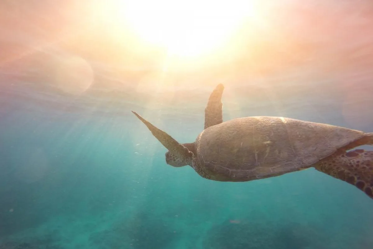 A real sea turtle reference photograph