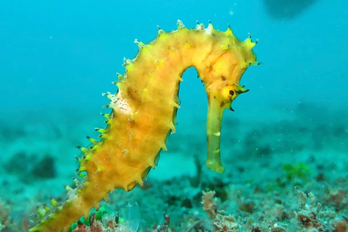 A real seahorse reference photograph