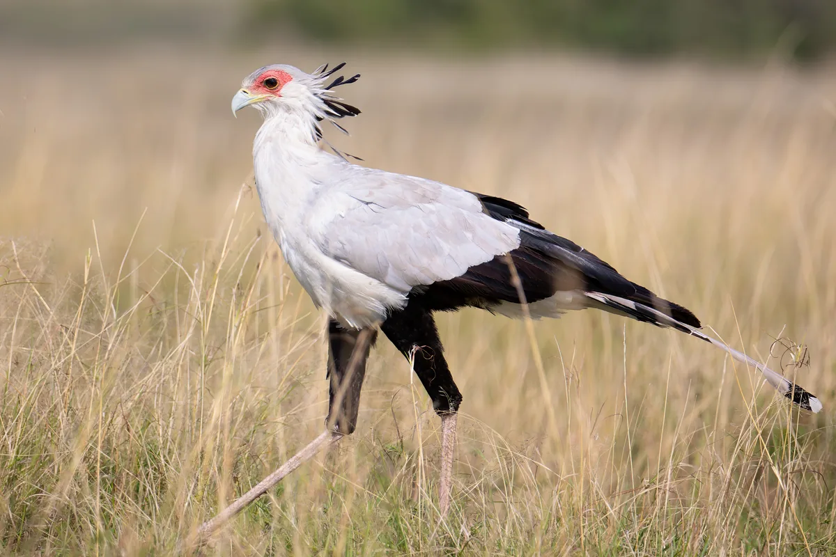 A real secretary bird reference photograph