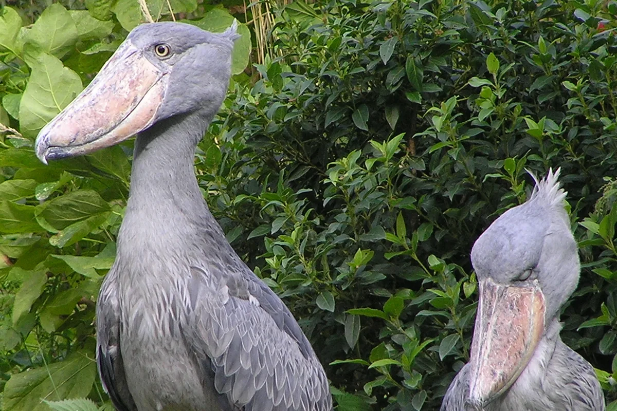 A real shoebill reference photograph