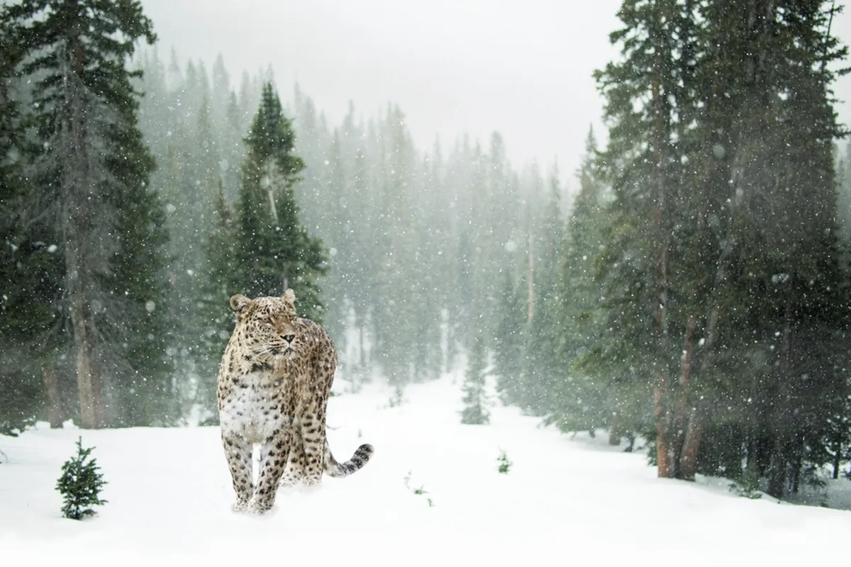 A real snow leopard reference photograph
