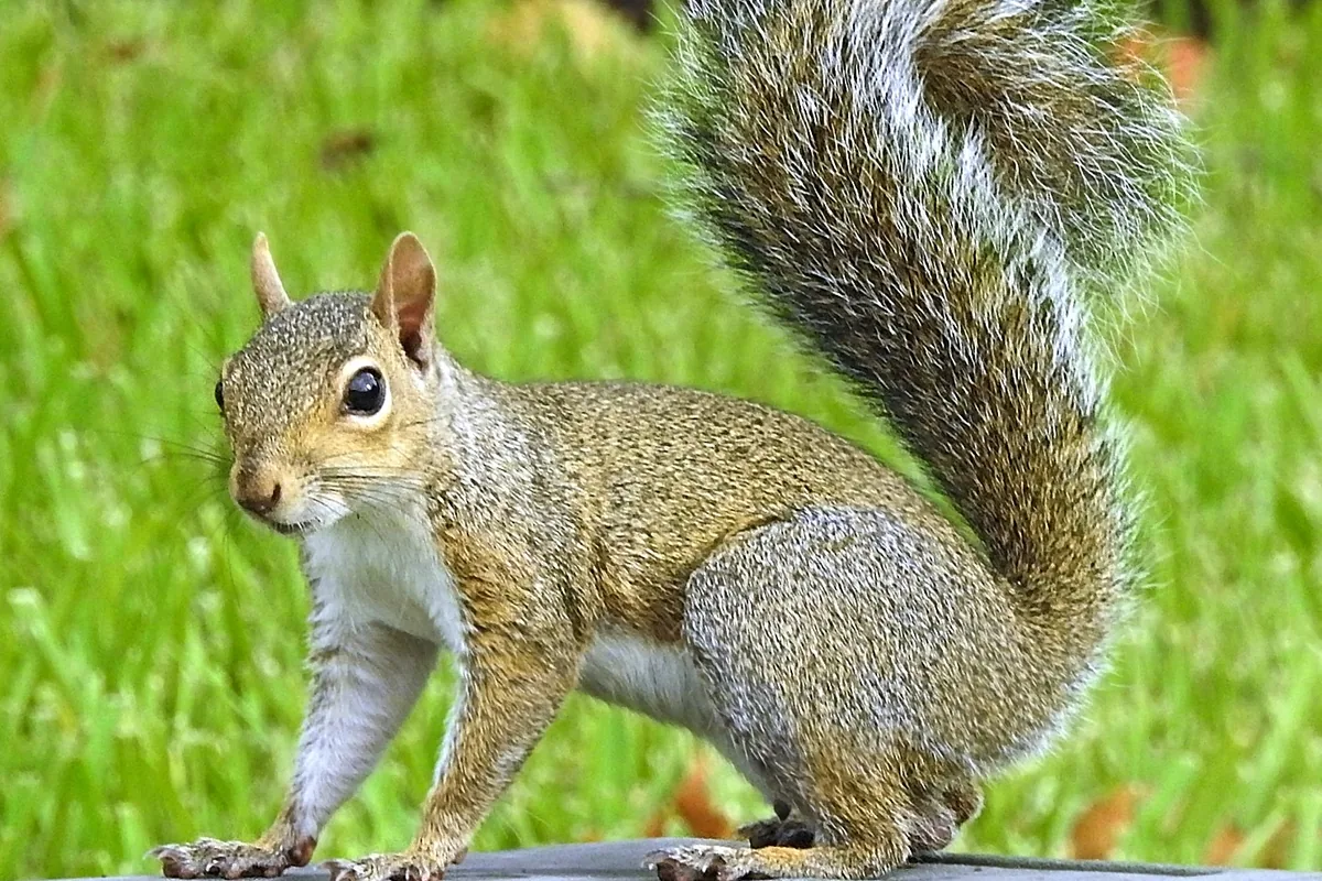 A real squirrel reference photograph