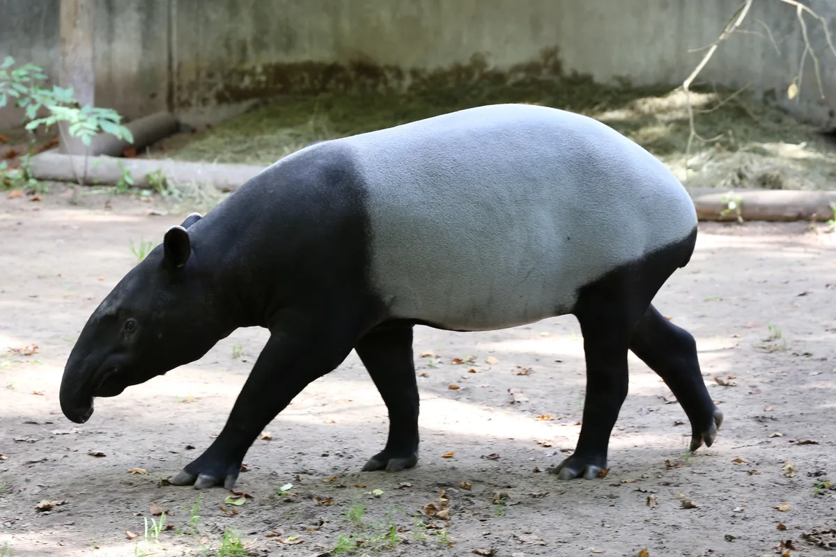 A real tapir reference photograph