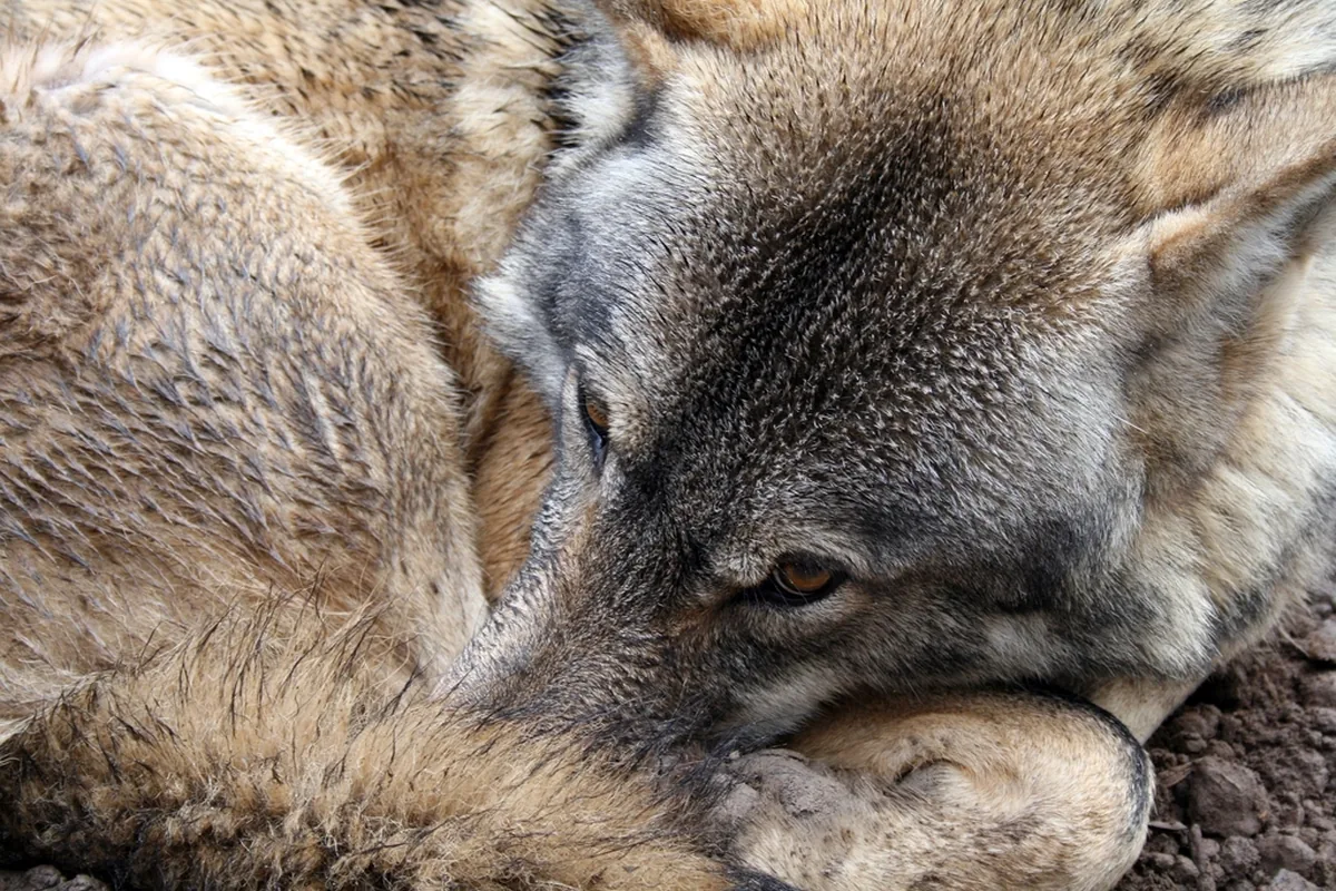A real wolf reference photograph
