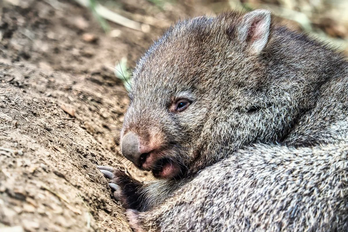 A real wombat reference photograph